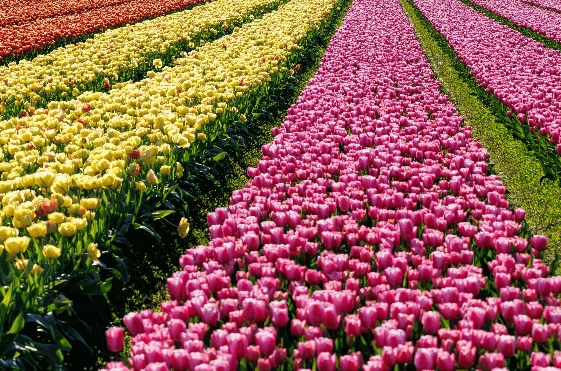 Tulips in bloom at the Indira Gandhi Memorial Tulip Garden, Srinagar