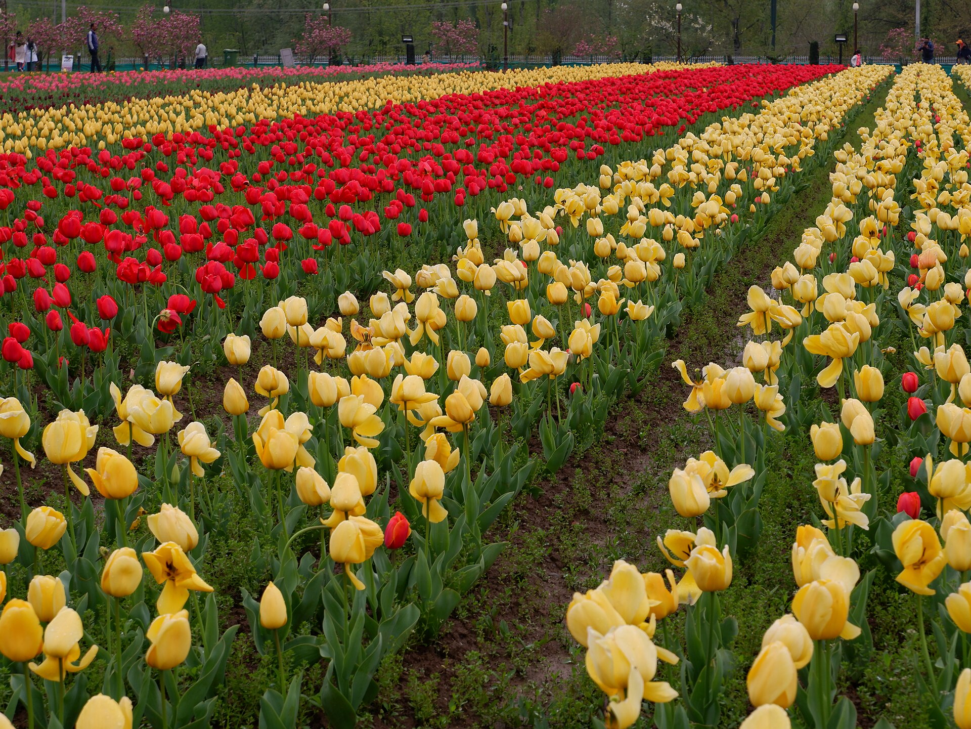 Tulip garden in bloom below the Zabarwan hills in April, Srinagar